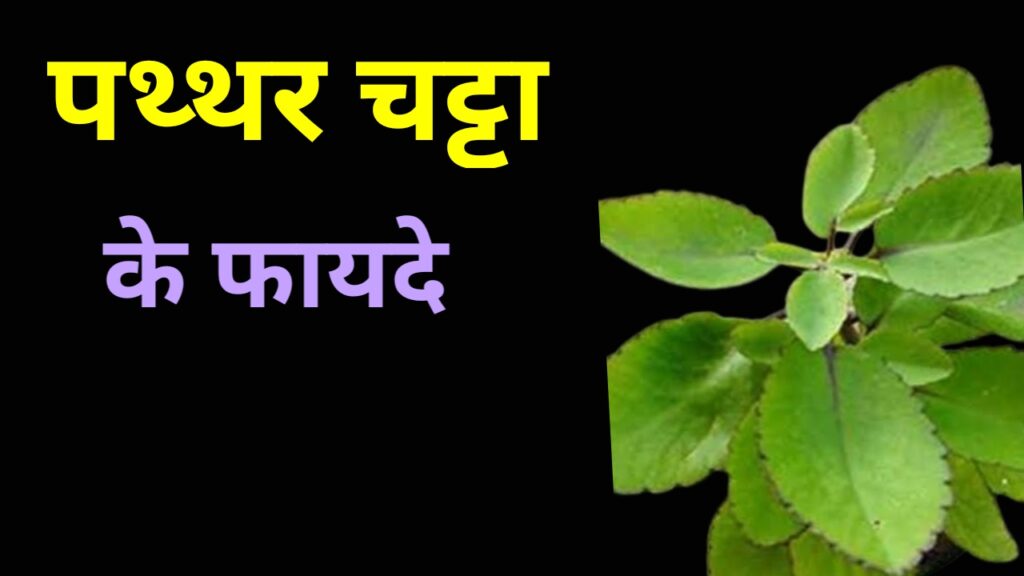 पत्थरचट्टा के फायदे (Patharchatta ke fayde)