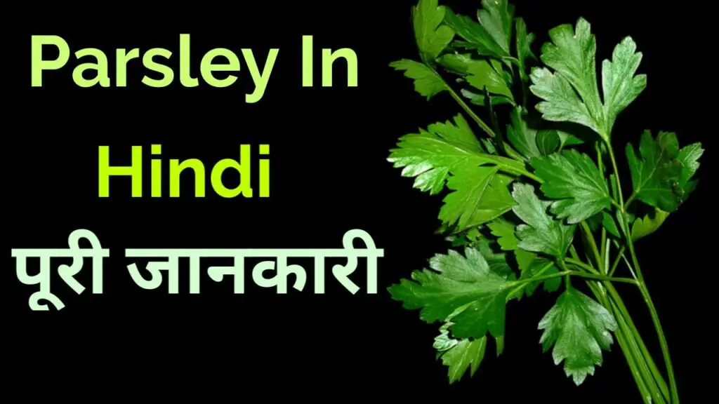 Parsley in Hindi - पार्सले के असीमित फायदे हैरान कर देगी

