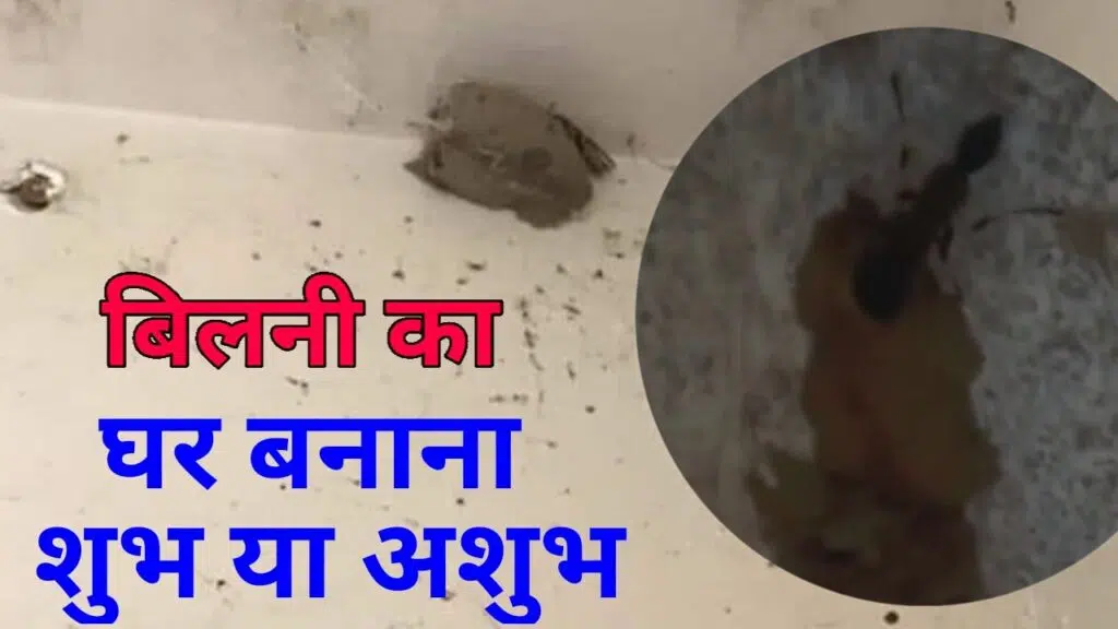 बिलनी का घर बनाना शुभ या अशुभ