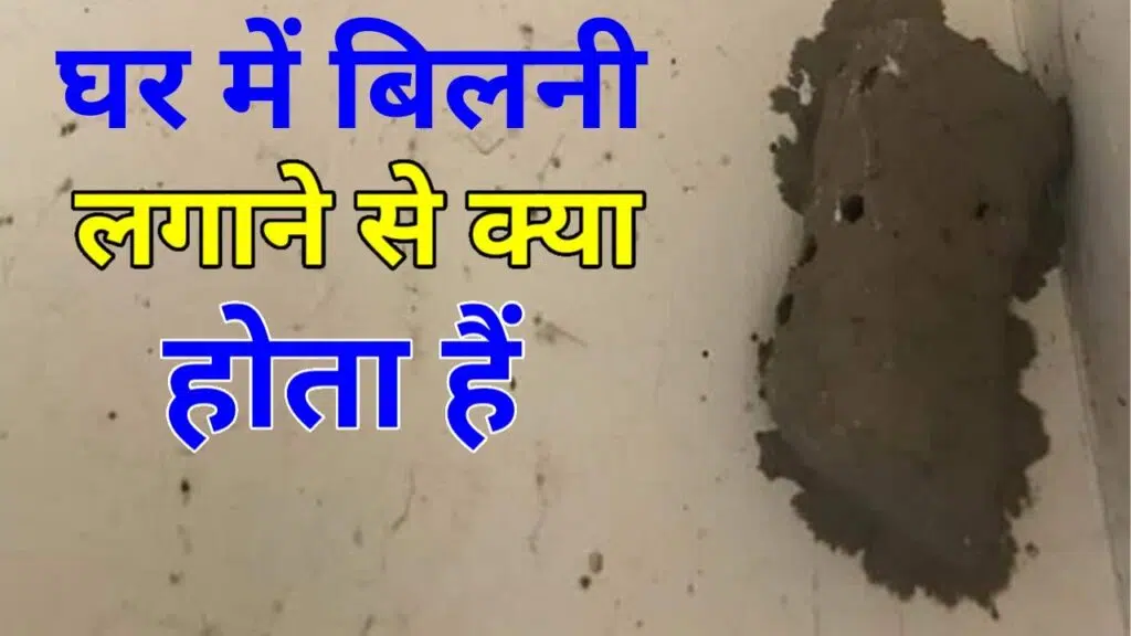 घर में बिलनी लगाने से क्या होता है