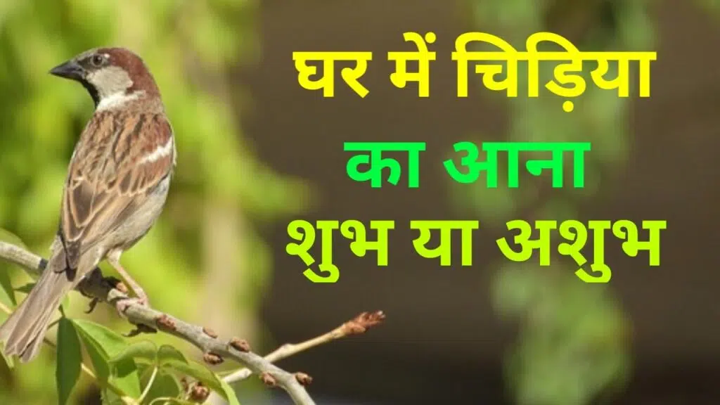 घर में चिड़िया का आना शुभ या अशुभ