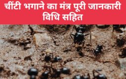 चींटी भगाने का मंत्र - ऐसा मंत्र जो रखेगा चीटियों को घर से दूर