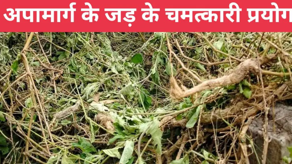 अपामार्ग की जड़ कमर में बांधने से क्या होता है ?