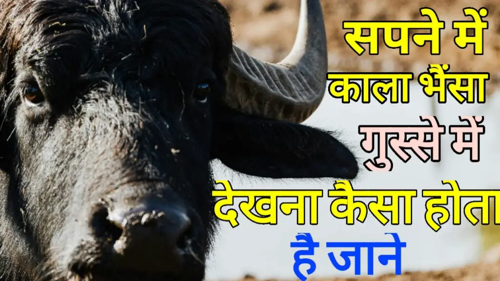 सपने में काला भैंसा को गुस्से में देखना