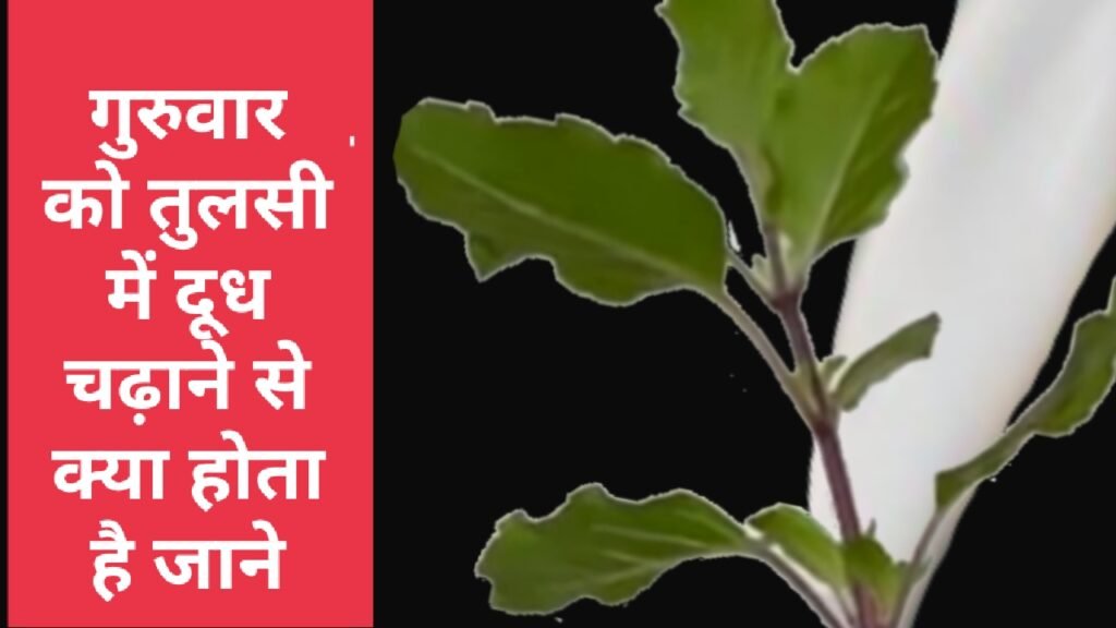 गुरुवार को तुलसी में दूध चढ़ाने से क्या होता है