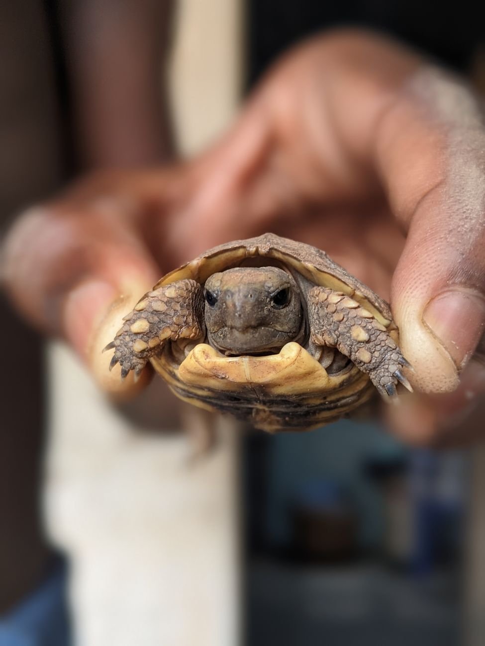 a person holding a hatchling