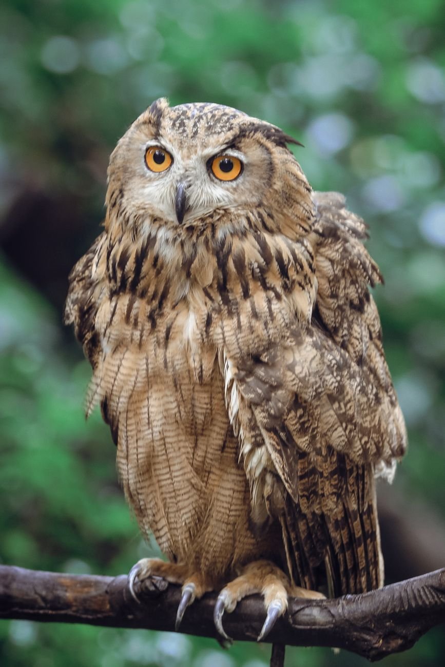 owl sitting on a branch