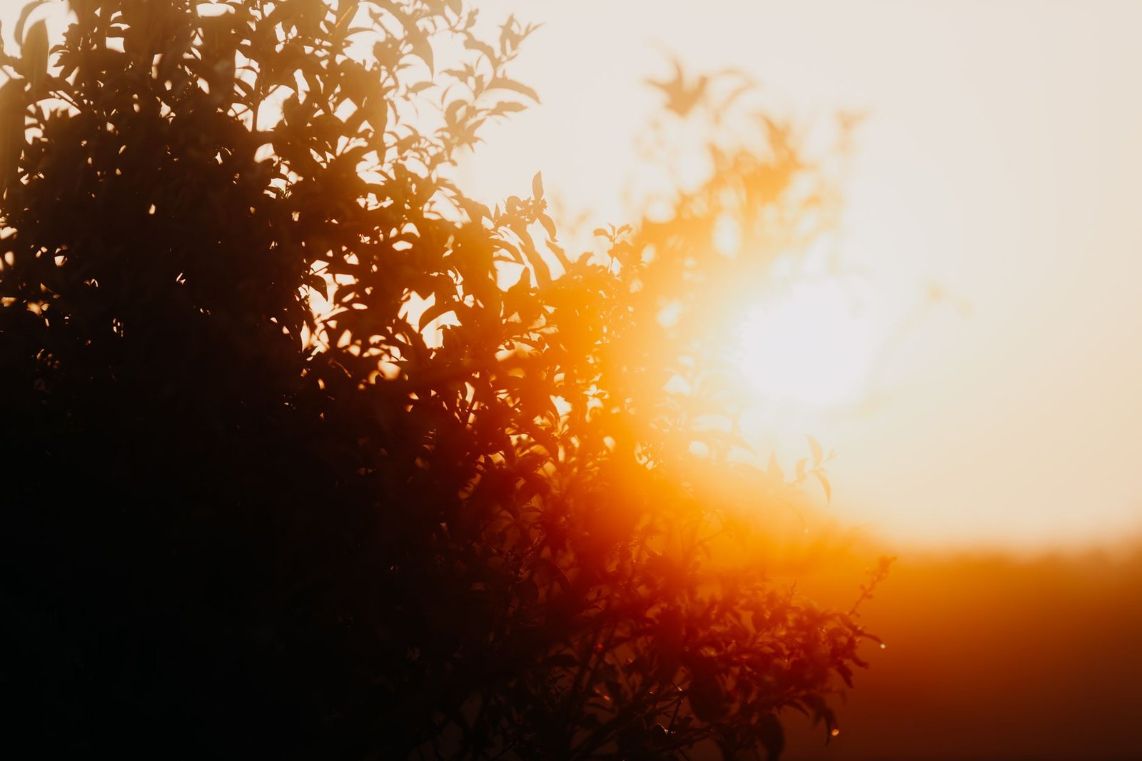 silhouette of tree at sunset