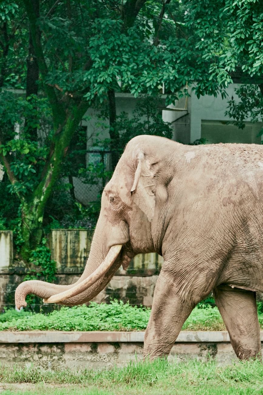 photo of an elephant and a green tree in a zoo