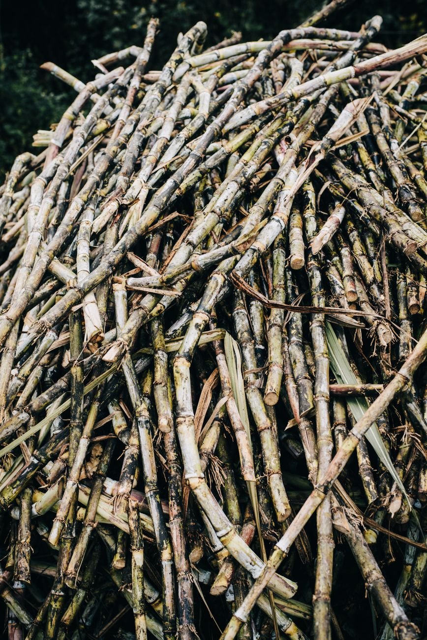 sugar canes