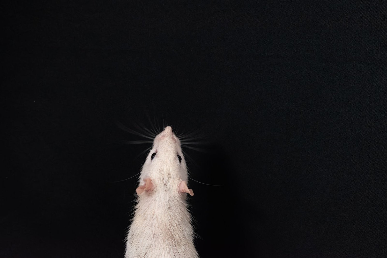 photo of a white rat
