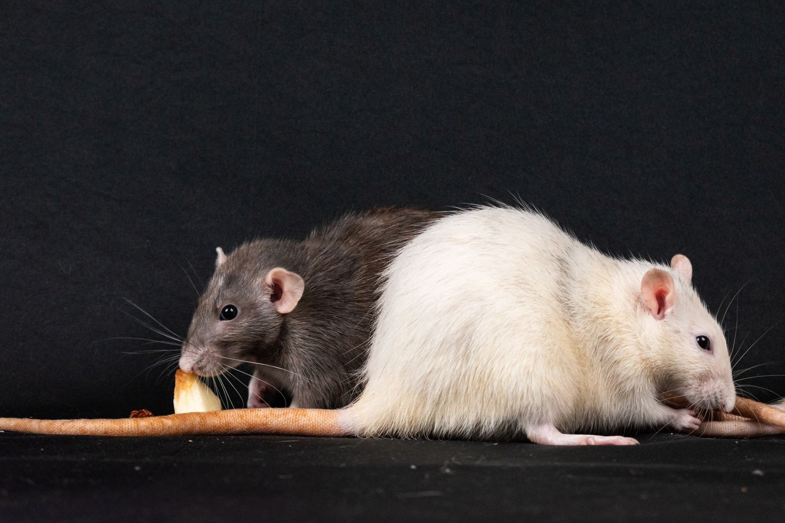 close up of eating rats