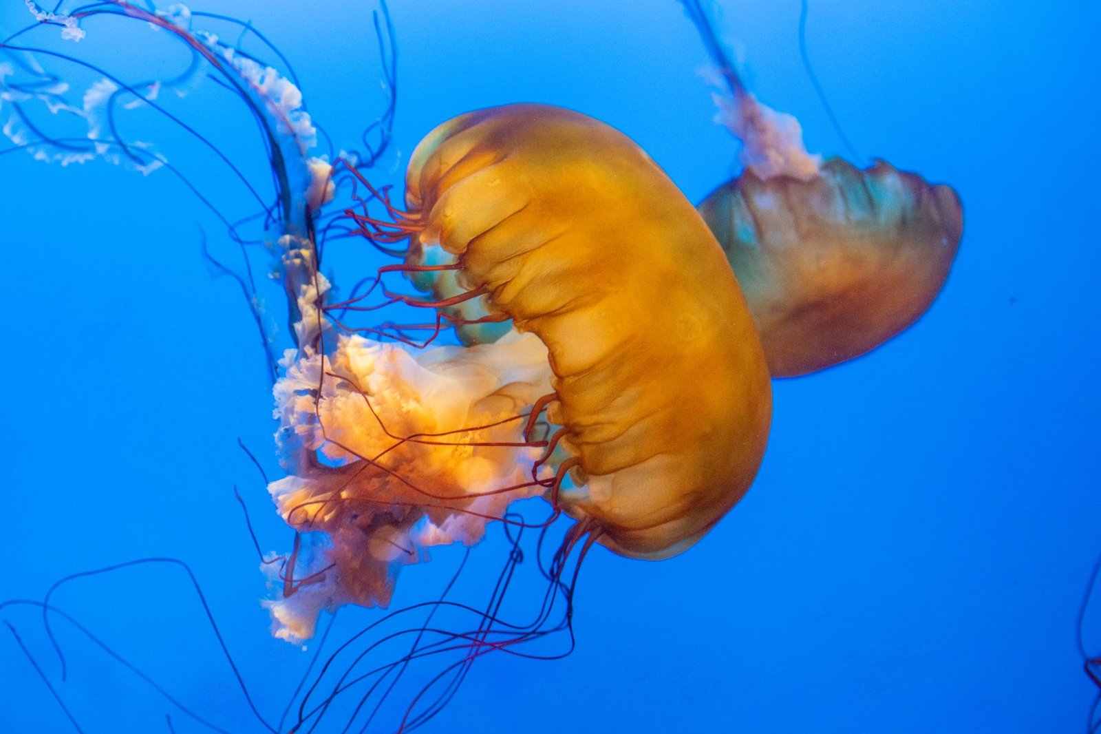 jellyfish in a tank