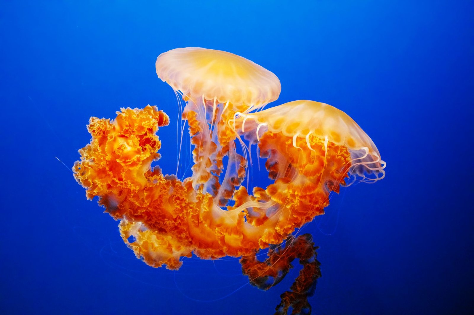 vibrant orange jellyfish in blue ocean water