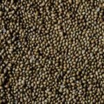 a pile of coriander seeds