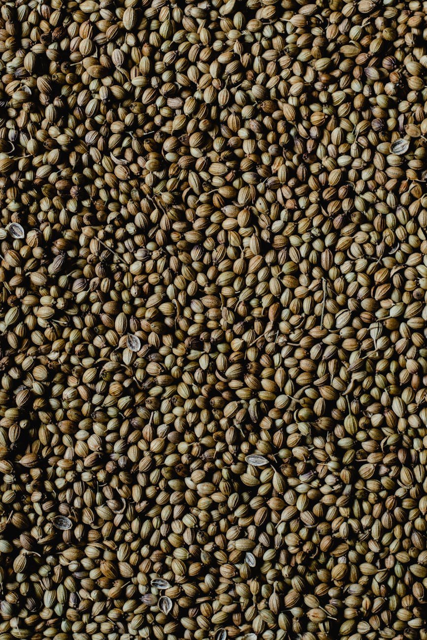 a pile of coriander seeds