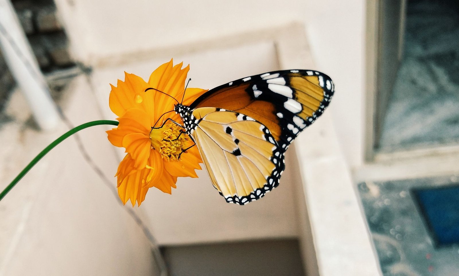 butterfly on yellow flower