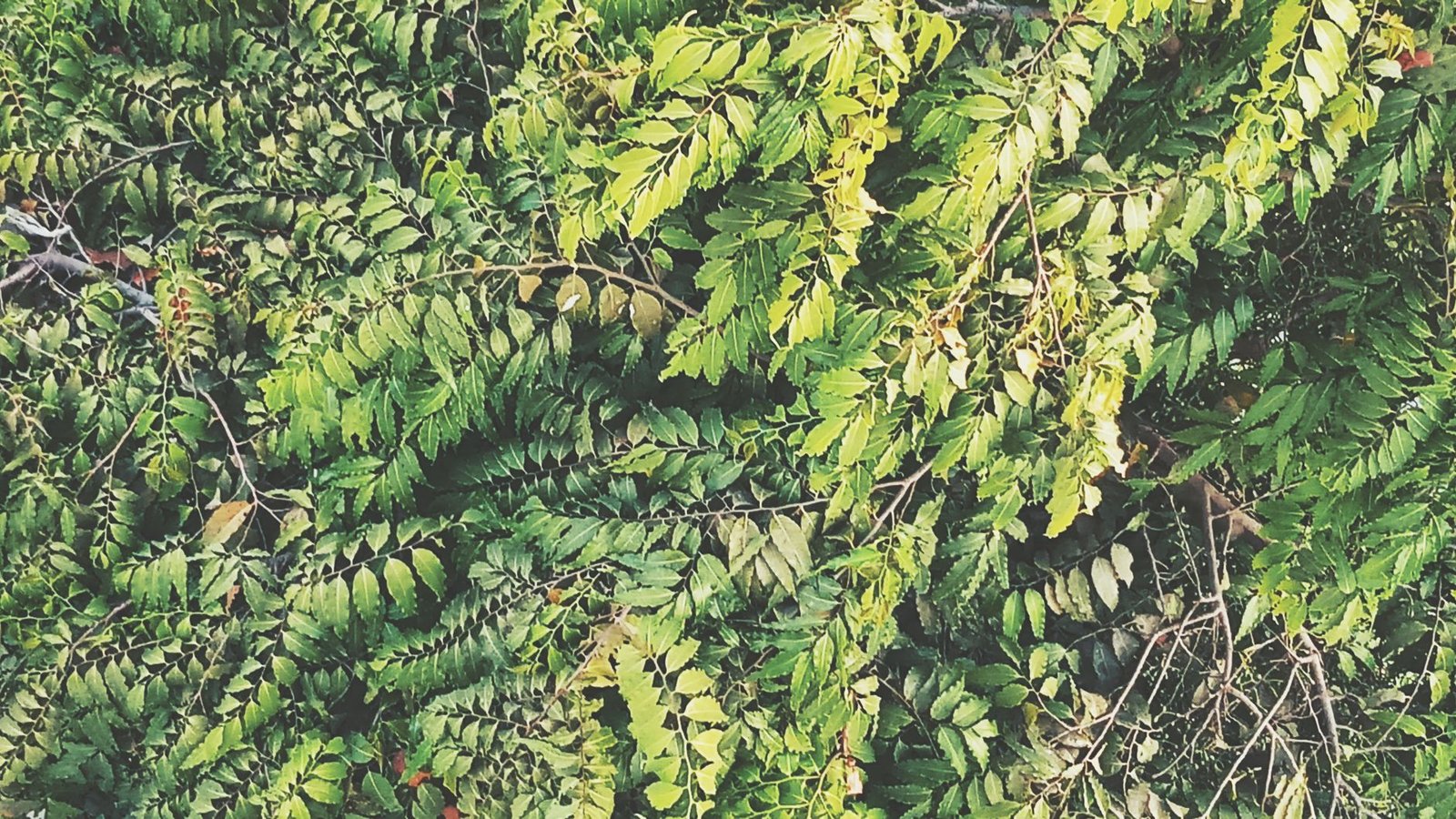 green leaf plants
