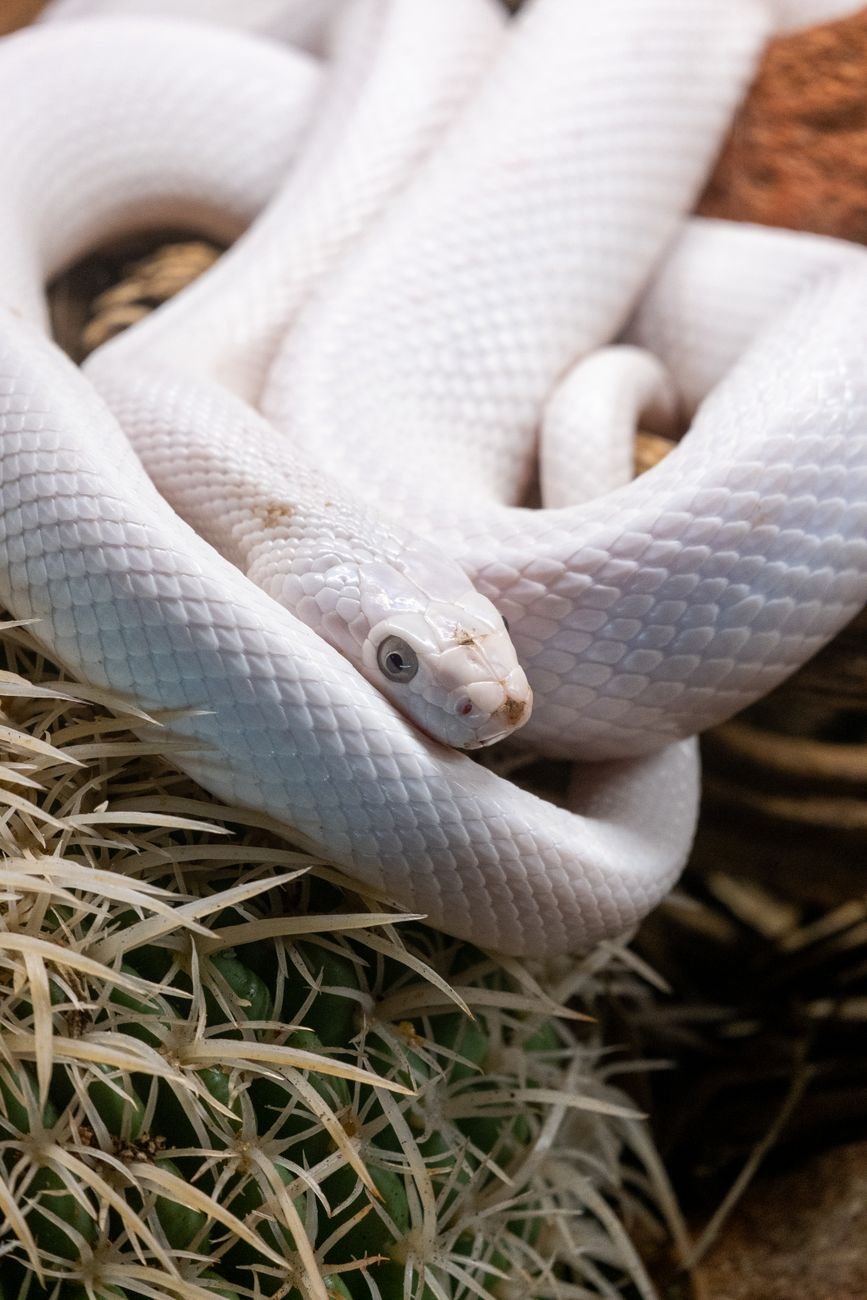 close up shot of a white snake