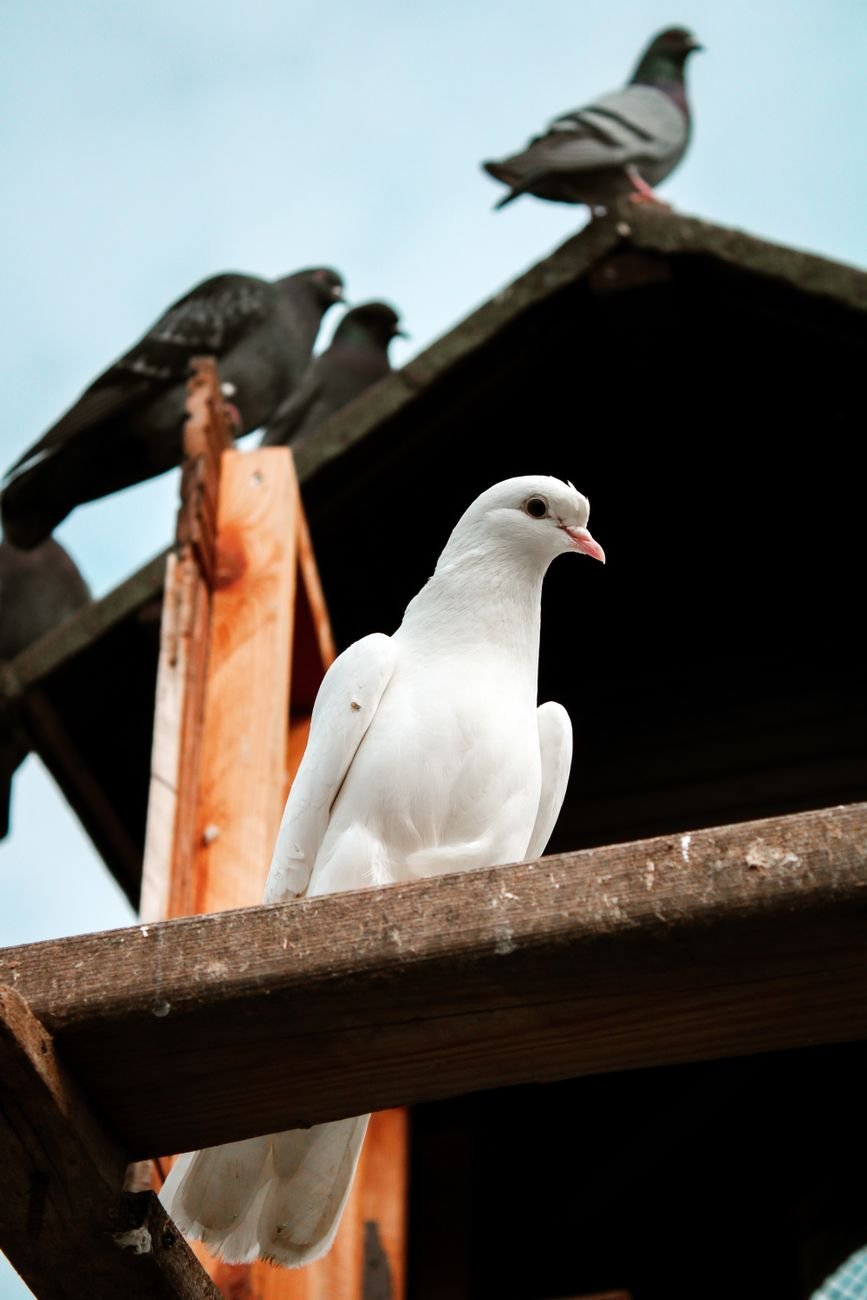 white homing pigeon