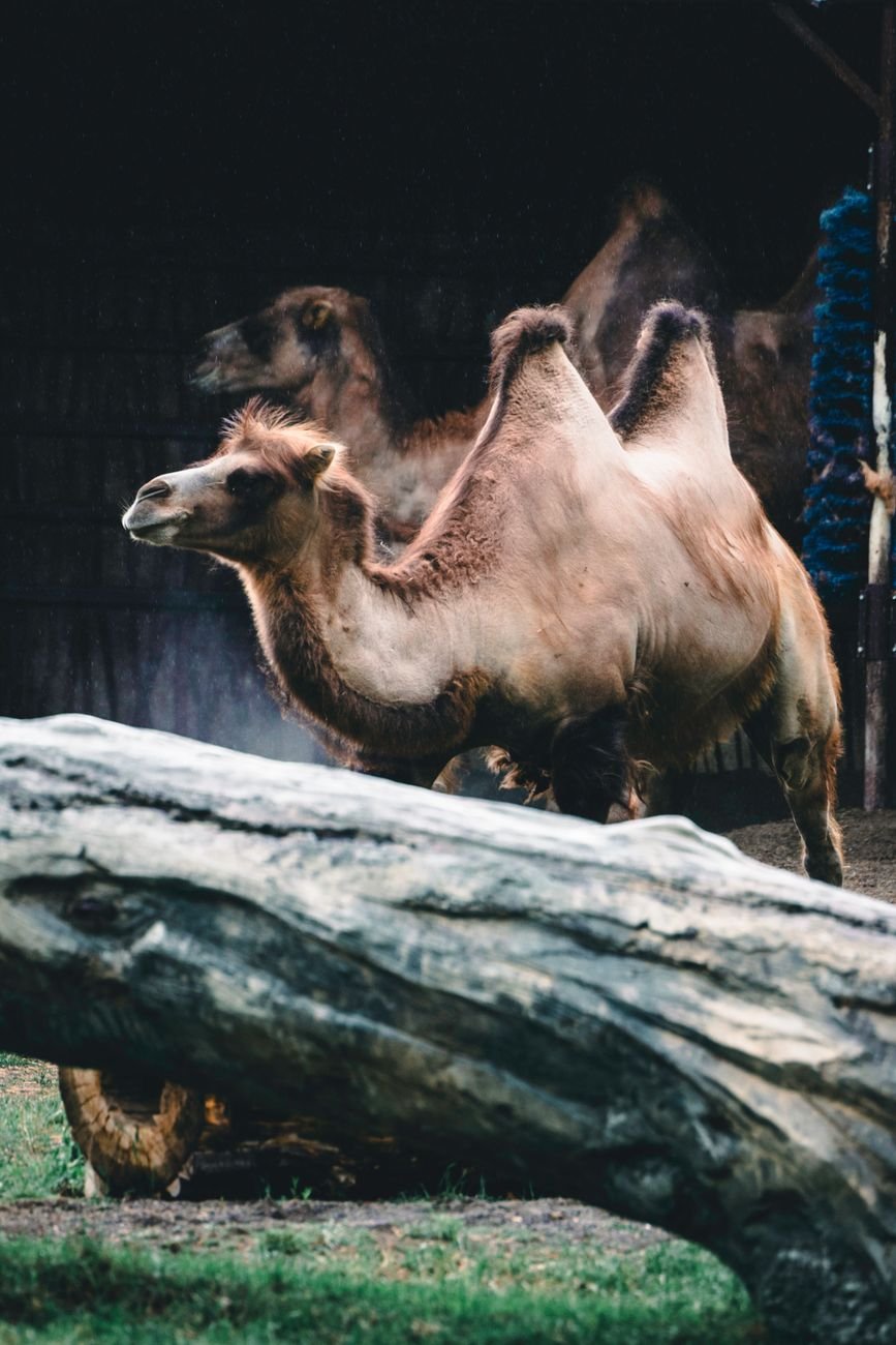 camels walking in zoo pen