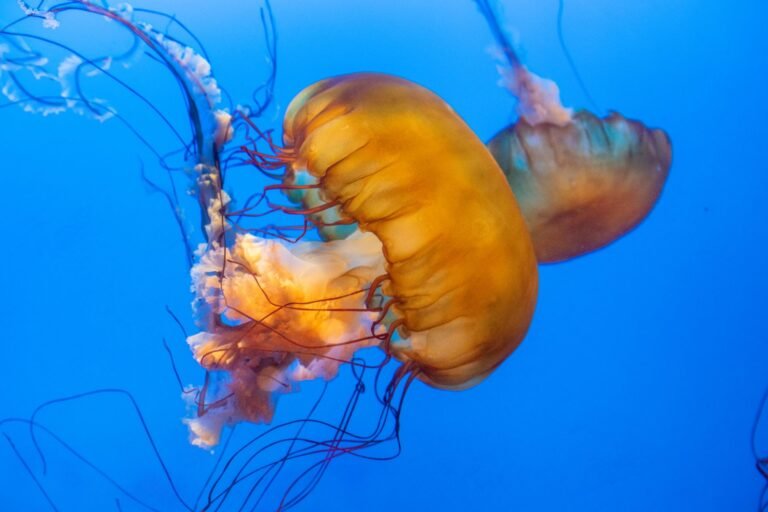 jellyfish in a tank