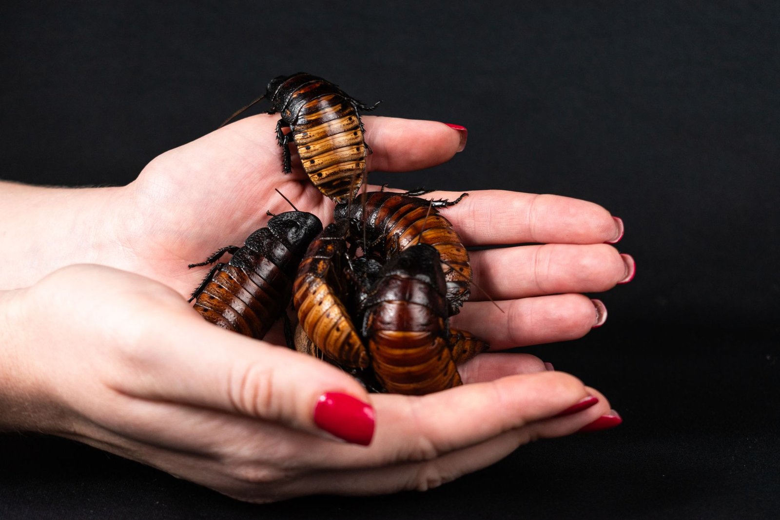 a person holding a bunch of cockroaches in their hands
