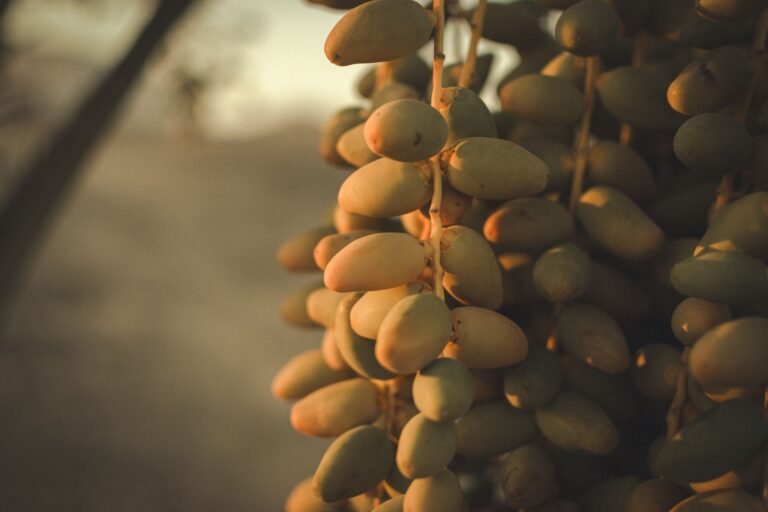 dates from tataouine tunisia