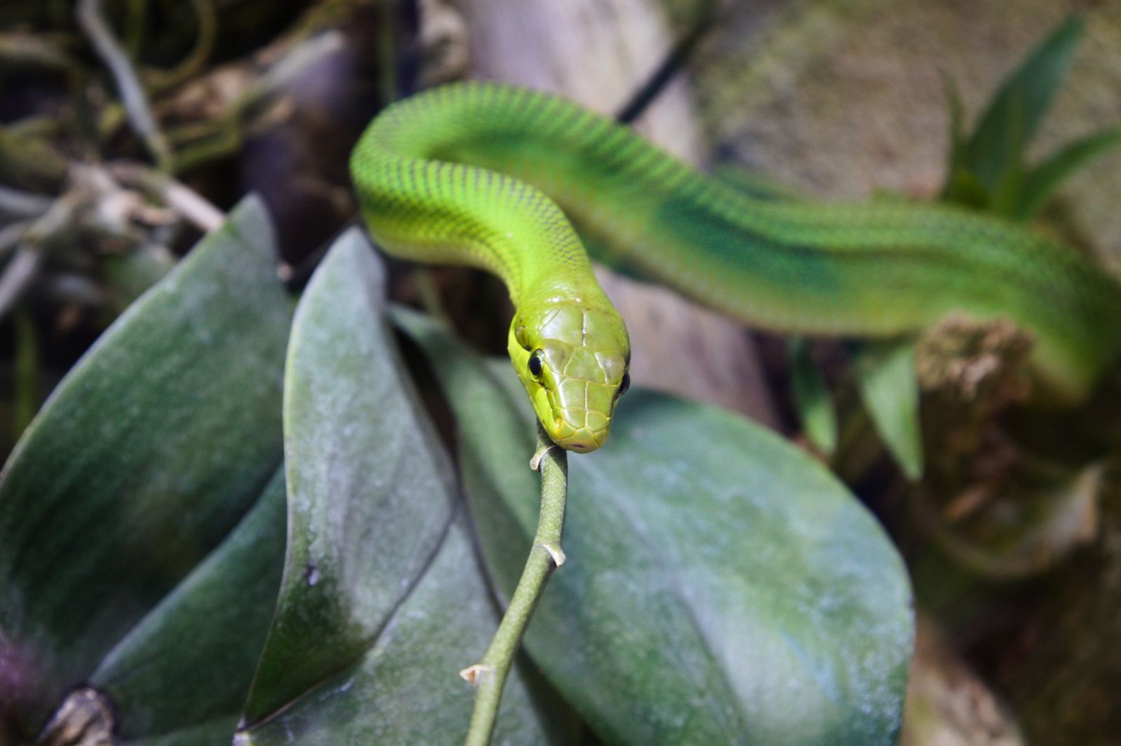 vibrant green snake on leafy branch in jungle