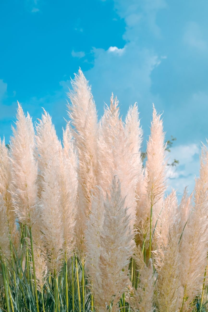 beautiful pampas grass against blue sky