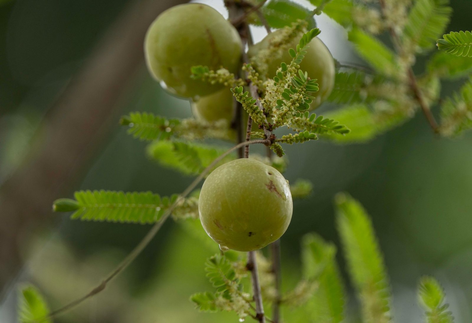 close up of indian gooseberry branch with fruits