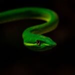 close up of a green vine snake in darkness