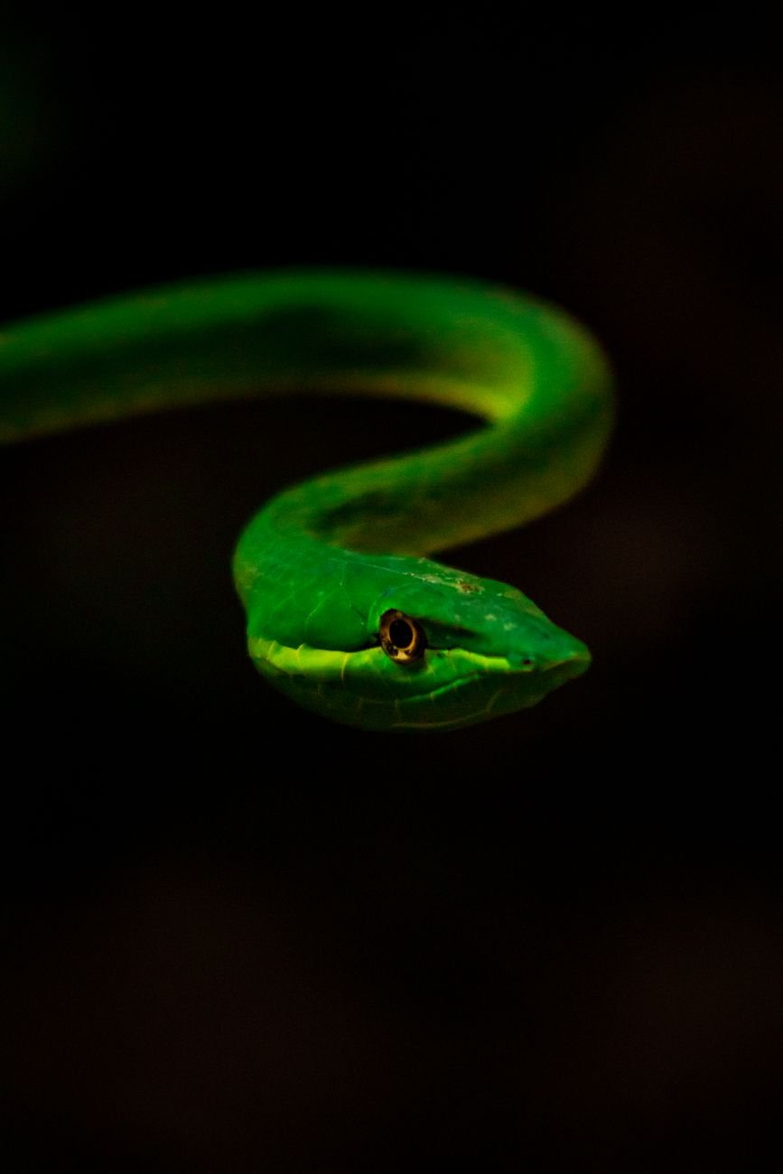 close up of a green vine snake in darkness