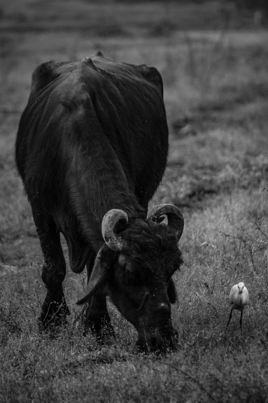 a small bird next to a bull grazing in a field