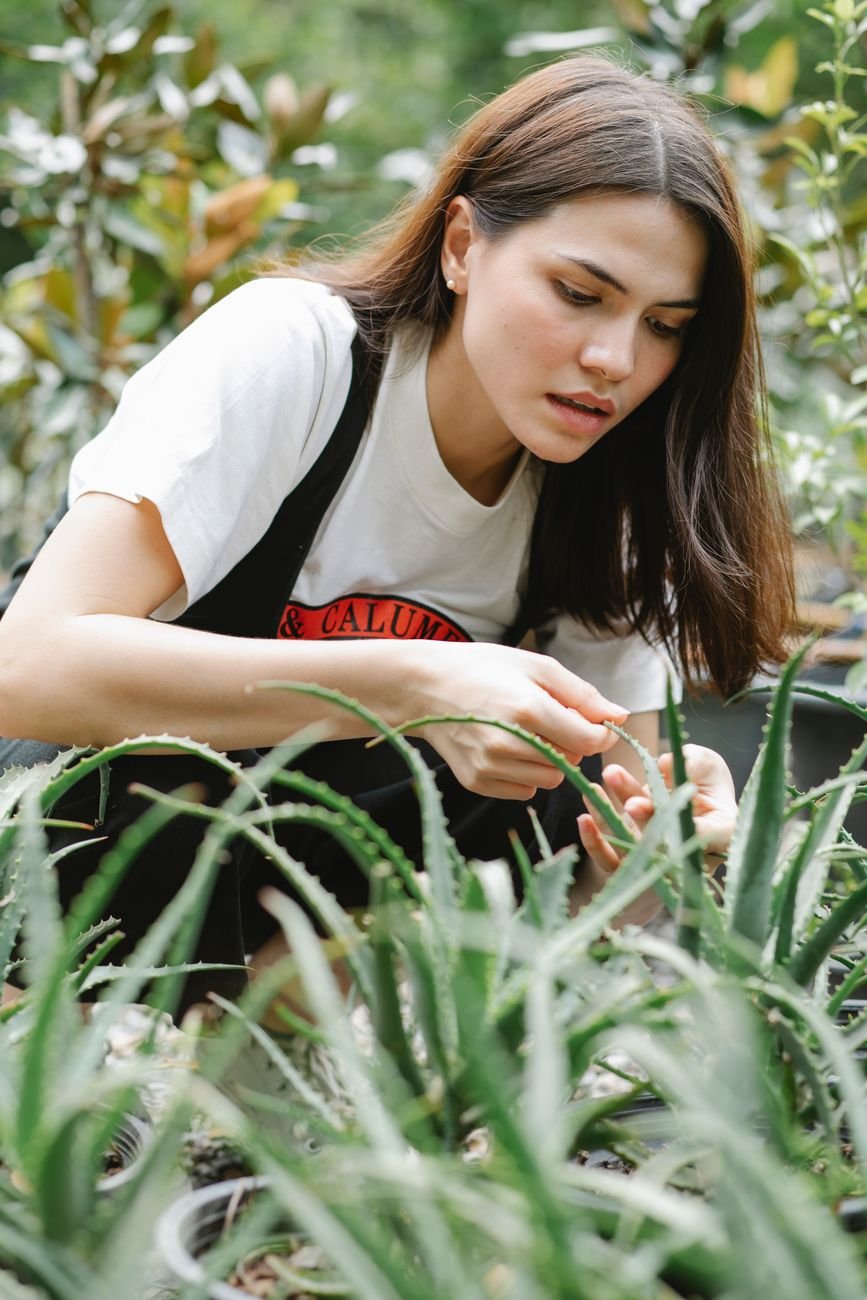serious female gardener checking leaves of succulent plant in garden
