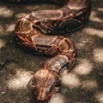 close up of a boa constrictor on sunlit ground