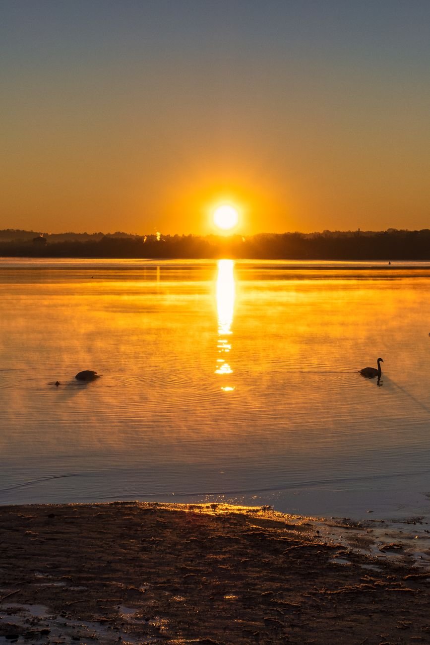 serene sunrise over calm lake with swans