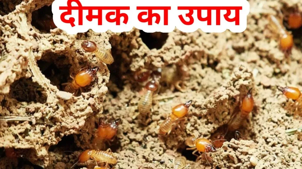 दीमक मारने का उपाय