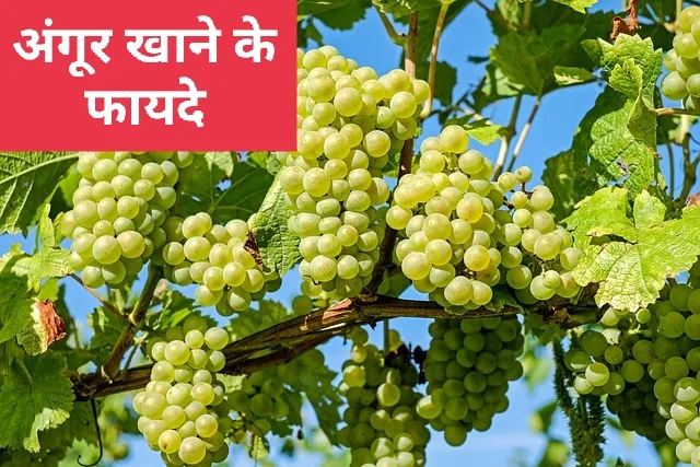 अंगूर खाने के फायदे (Grapes Khane Ke Fayde)