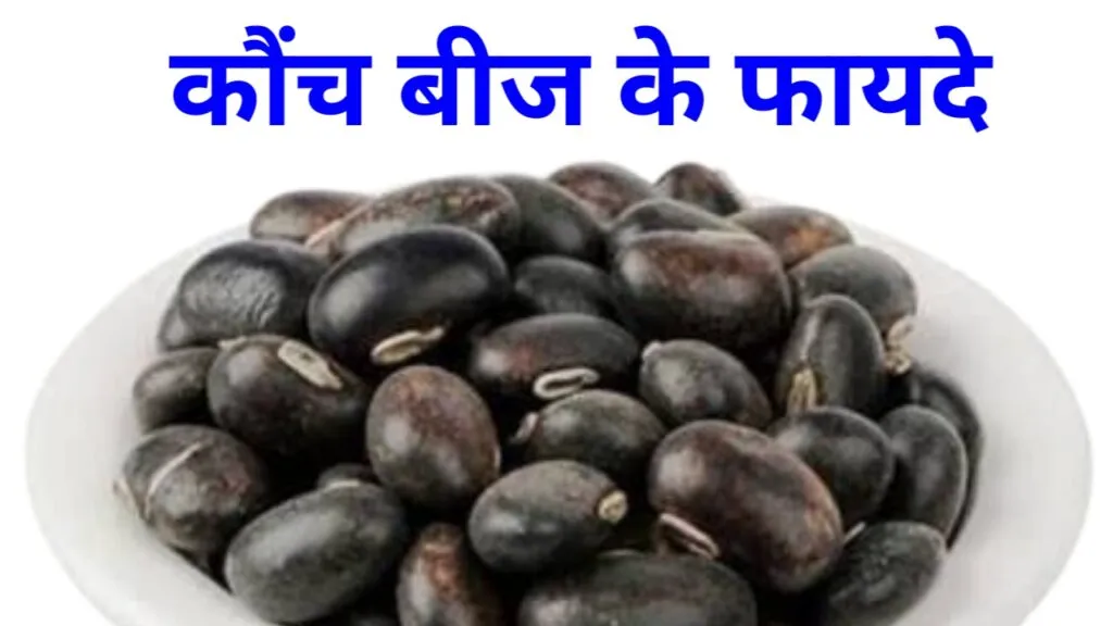 कौंच बीज के फायदे (Kaunch Beej ke Fayde)