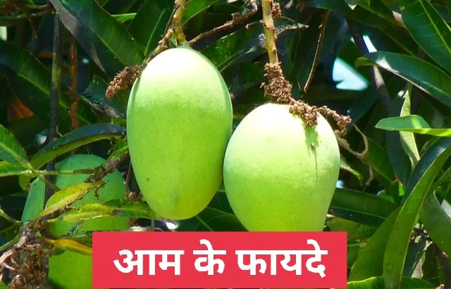 आम के फायदे (Aam ke Fayde)