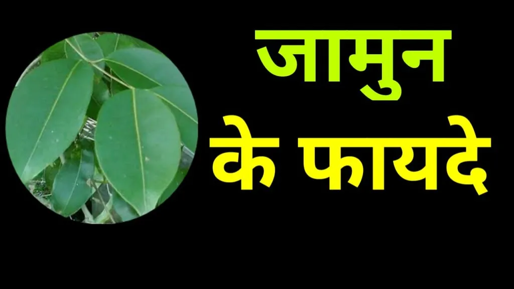 जामुन के पत्ते के फायदे (Jamun ke Patte ke Fayde)
