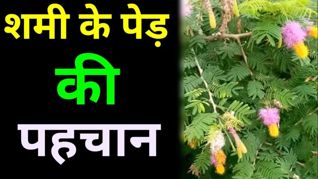 शमी का पेड़ की पहचान