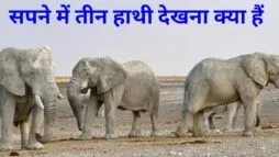 सपने में 3 हाथी देखना