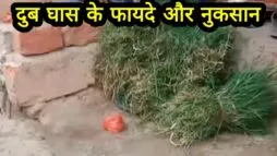 दूब घास के फायदे और नुकसान
