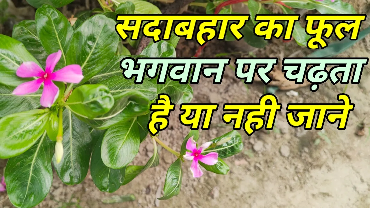 Thumbnail 1729692535586