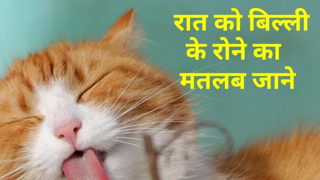 रात में बिल्ली रोने का मतलब जान हैरान हो जाएंगे